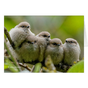 Charme de coeur Cute Bushtits Songbirds Photo de f