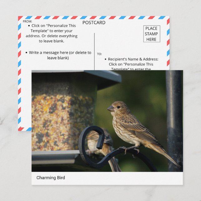 Charming Garden Bird at Feeder Carte postale (Devant / Derrière)