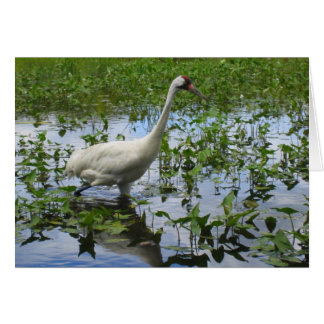 Chasse à la grue blanche