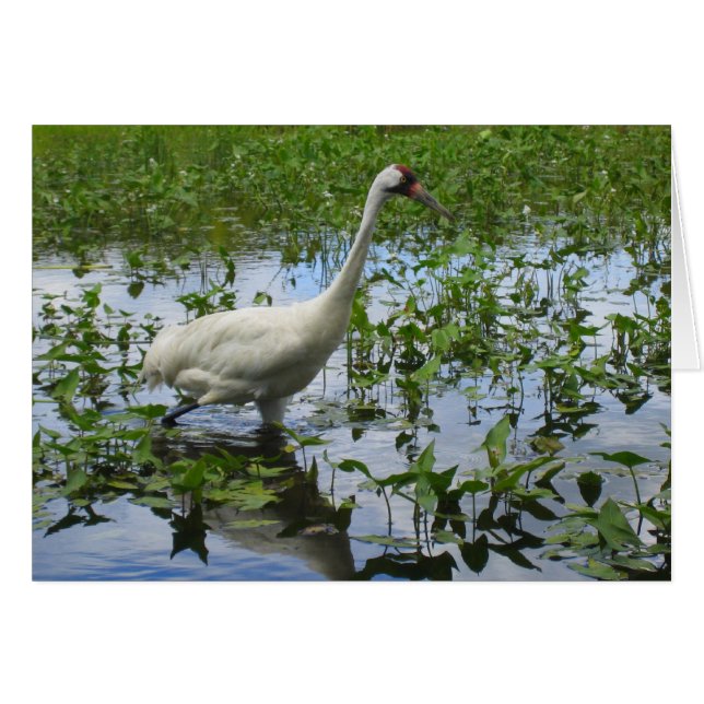 Chasse à la grue blanche (Devant horizontal)