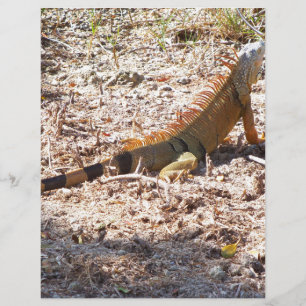 Chasse de l'Iguane orange