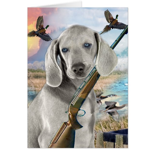 Chasses à Weimaraner (Devant)