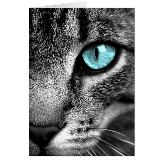 Chat (Devant)