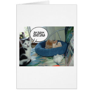 Chat à chat Tabby Orange