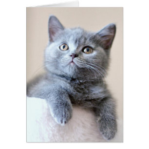 Chat à courte air britannique gris