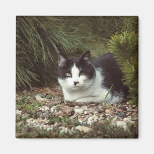 Chat à courte distance - Aimant