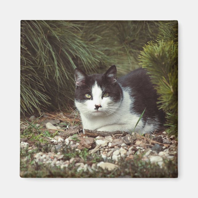 Chat à courte distance - Aimant (Devant)