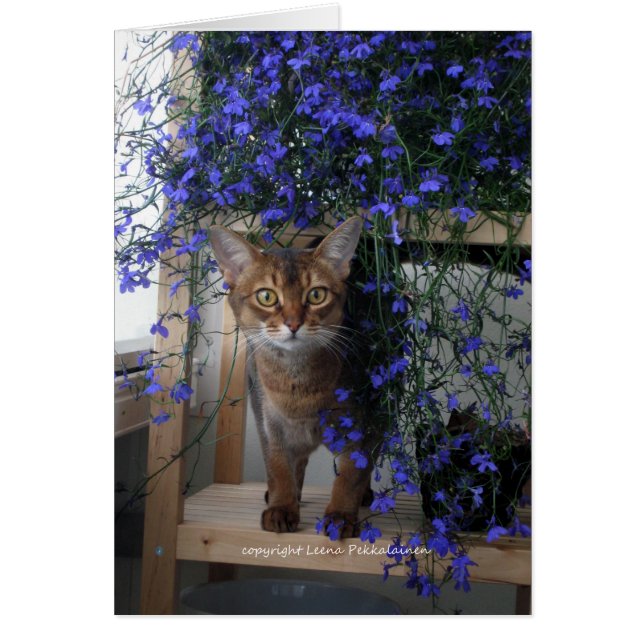 Chat à fleurs (Devant)