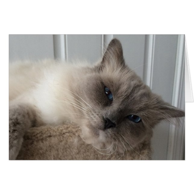Chat à poupée, carte (Devant horizontal)