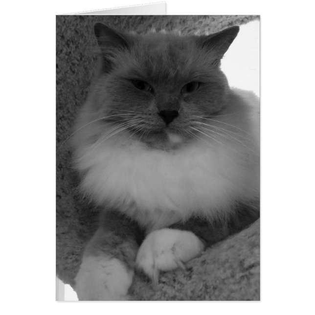 Chat à poupée, carte (Devant)