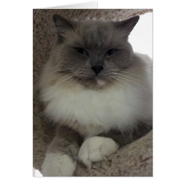 Chat à poupée, carte (Devant)
