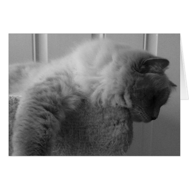 Chat à poupée, carte (Devant horizontal)