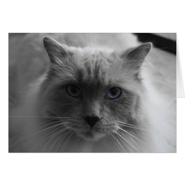Chat à poupée / Couleur isolée (Devant horizontal)