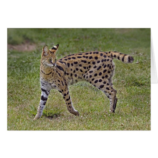 Chat africain sauvage de Serval (Devant horizontal)
