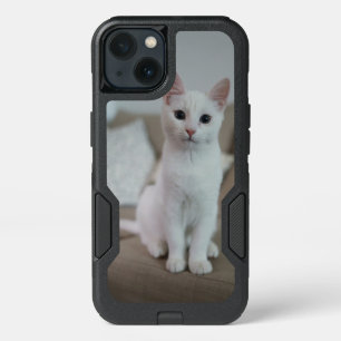 chat américain à poil court blanc