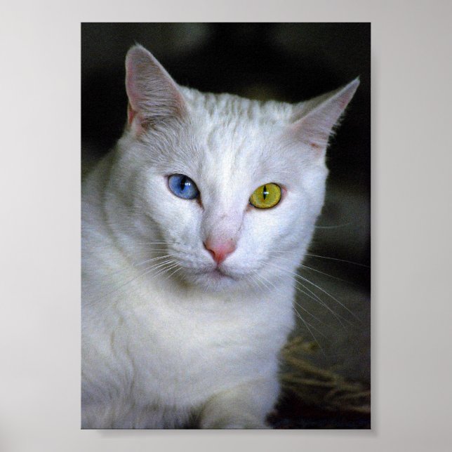 Chat angora turc aux yeux dépareillés Poster (Devant)
