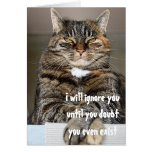 Chat Angry Jugementaire Doubte Ton Existence Humou