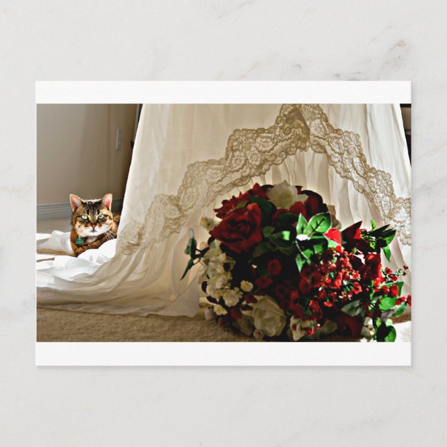 Chat assis Derrière Les Cartes Postales Mariages (Devant)