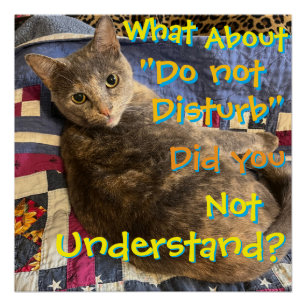 Chat avec affiche d'attitude