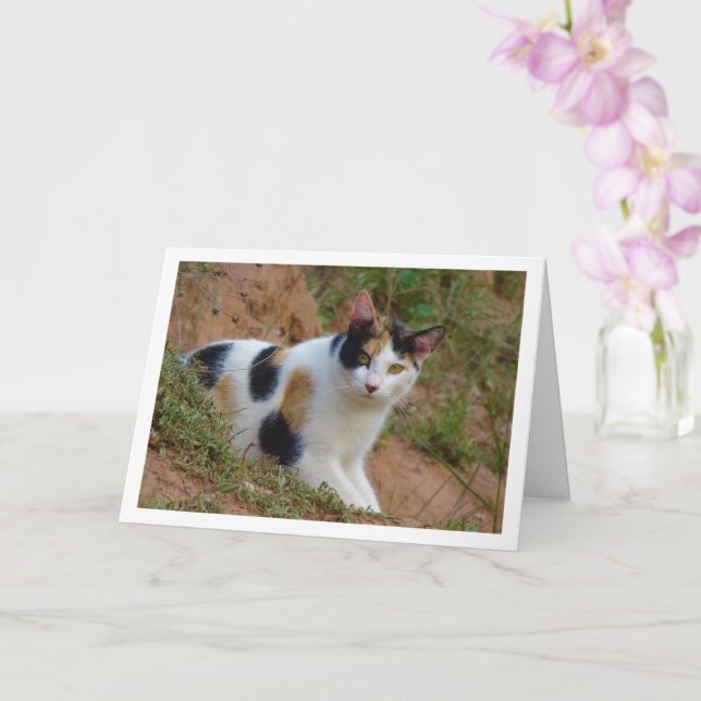 Chat avec carte Motif Calico (Orchidée)