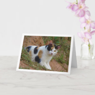 Chat avec carte Motif Calico