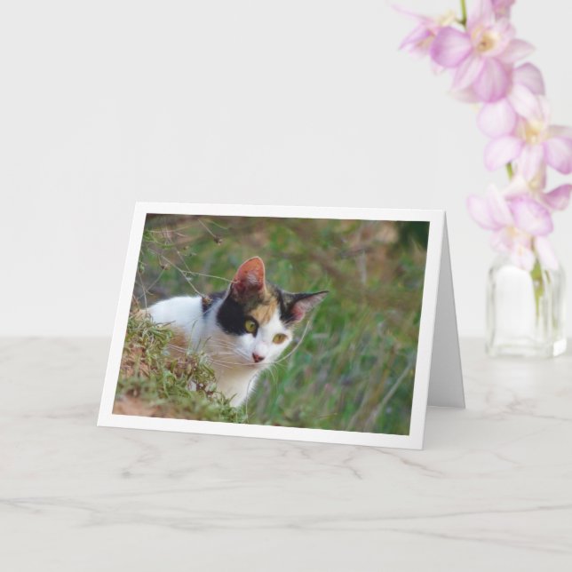 Chat avec carte Motif Calico (Orchidée)