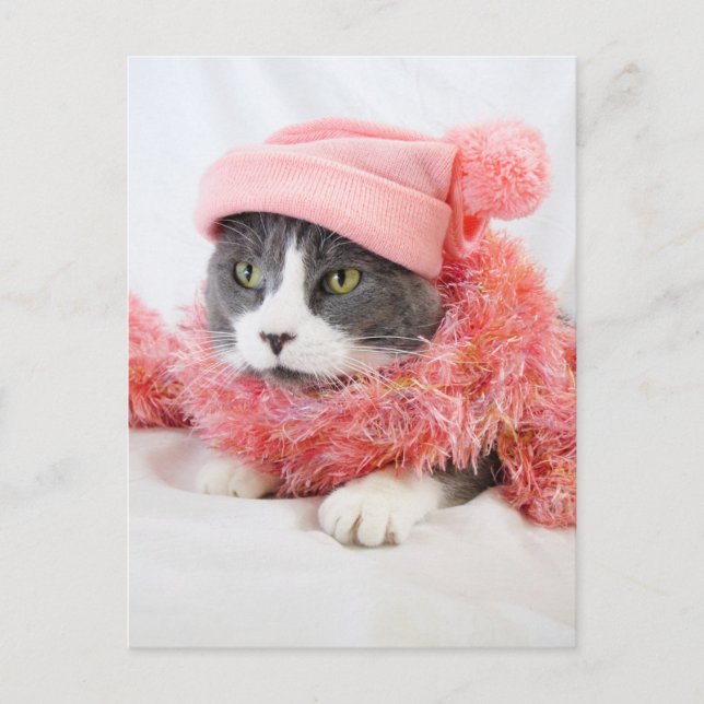 Chat avec carte postale Casquette rose (Devant)