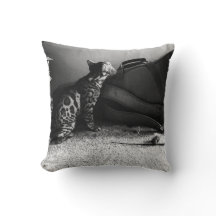 Chat avec coussin de guitare