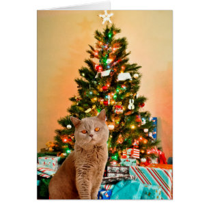 Chat avec sapin de Noël décoré et boîtes de cadeau