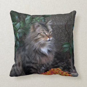 Chat avec un coussin reconnaissant de coeur