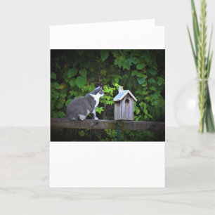 Chat & Birdhouse, carte