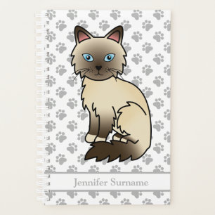 Chat Birman/ Ragdoll pointe chocolat et pattes & T