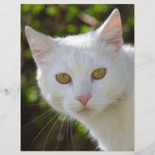 Chat blanc aux yeux jaunes
