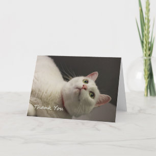 Chat blanc Carte de remerciements par point pour u