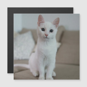 chat blanc   Zazzle_Growshop.