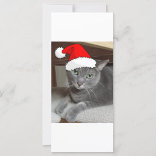 Chat bleu russe de Noël