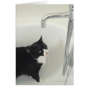 Chat Boire De L'Eau À Déchirer D'Un Robinet