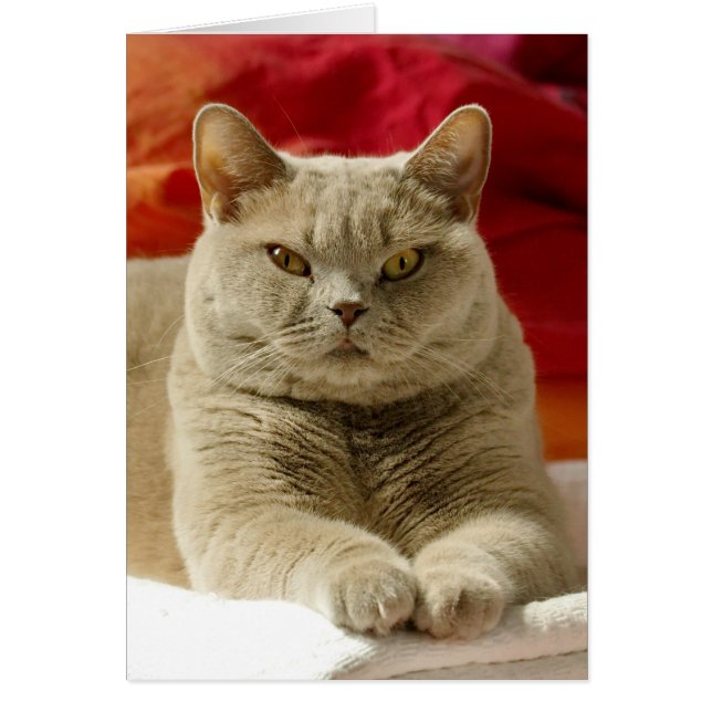Chat britannique lilas de shorthair (Devant)