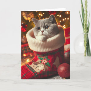 Chat britannique Shorthair dans une carte de Noël 