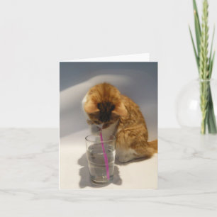 Chat buvant de la carte de note de blanc de paille