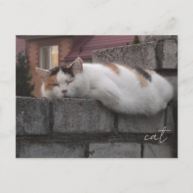Chat confortable sur une clôture - Carte postale d (Devant)