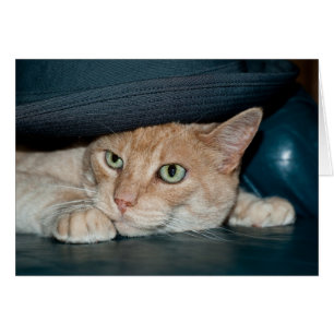 Chat Cool classique