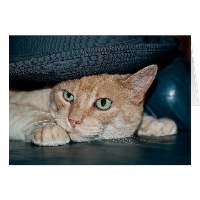 Chat Cool classique (Devant horizontal)