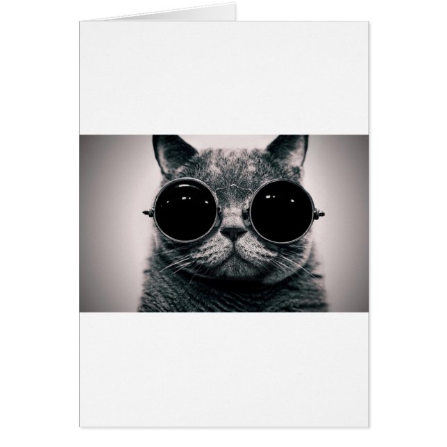 chat cool kat kool avec des lunettes de soleil (Devant)
