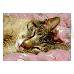 Chat couché