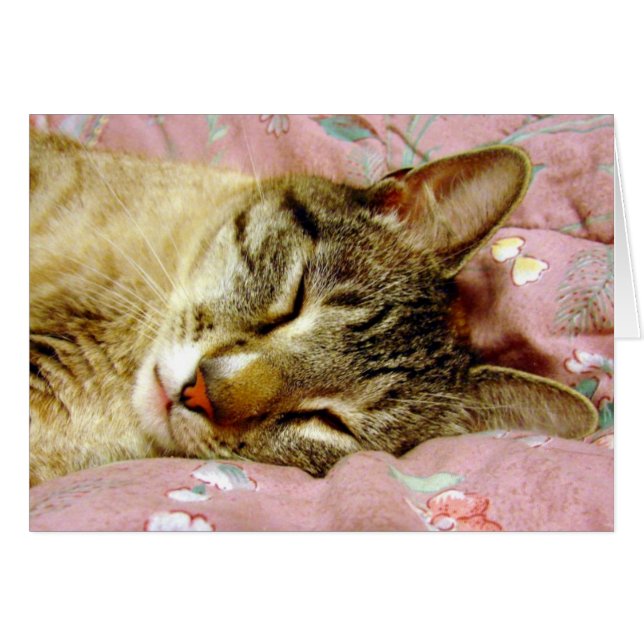 Chat couché (Devant horizontal)