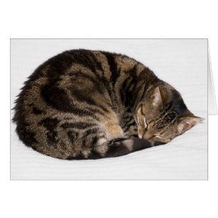 Chat couché