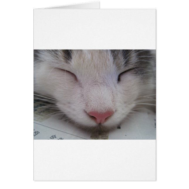 Chat couché (Devant)