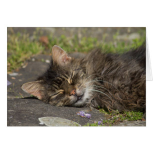 Chat couché