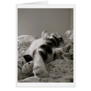 Chat couché